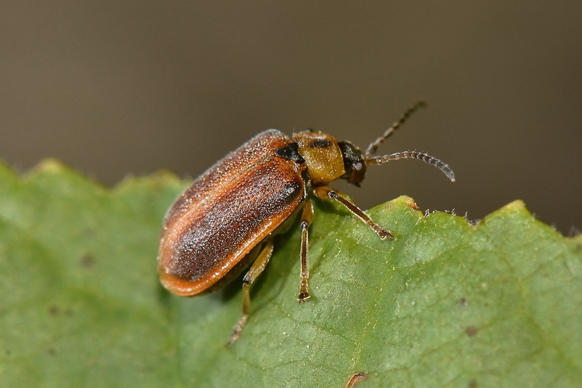 Galerucella calmariensis, Chrysomelidae